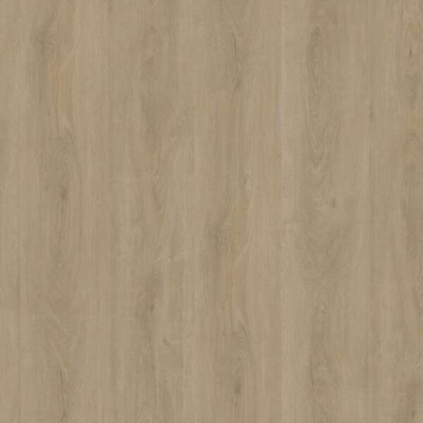 Robusto dryback beige